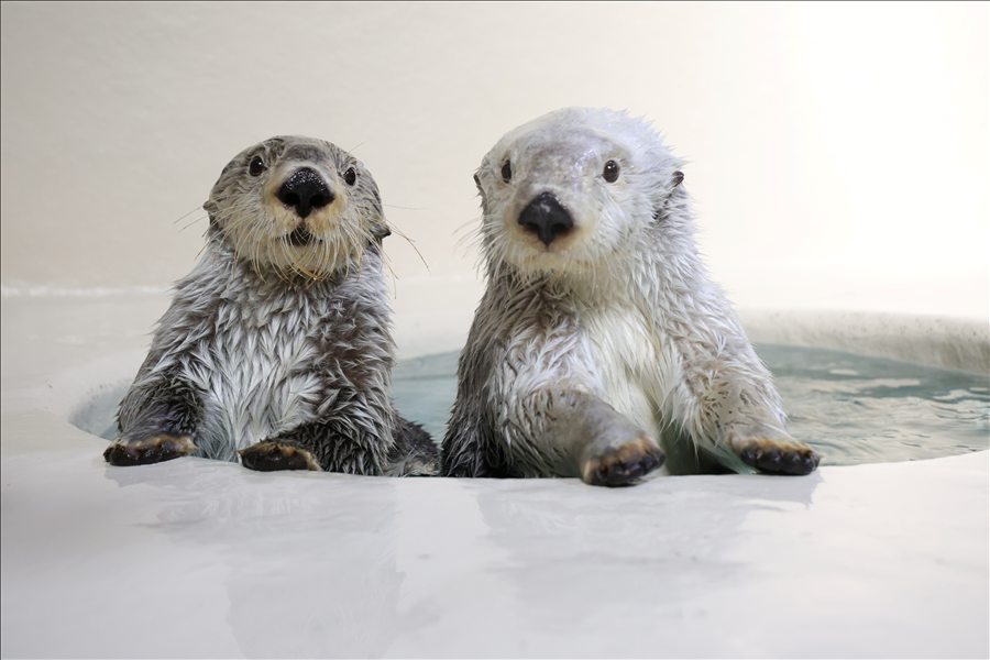 鳥羽水族館で暮らす2頭のラッコ