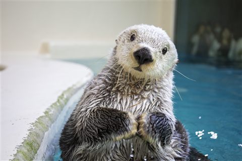 鳥羽水族館で暮らすラッコのキラ