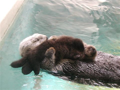 誕生したラッコのメイと母親