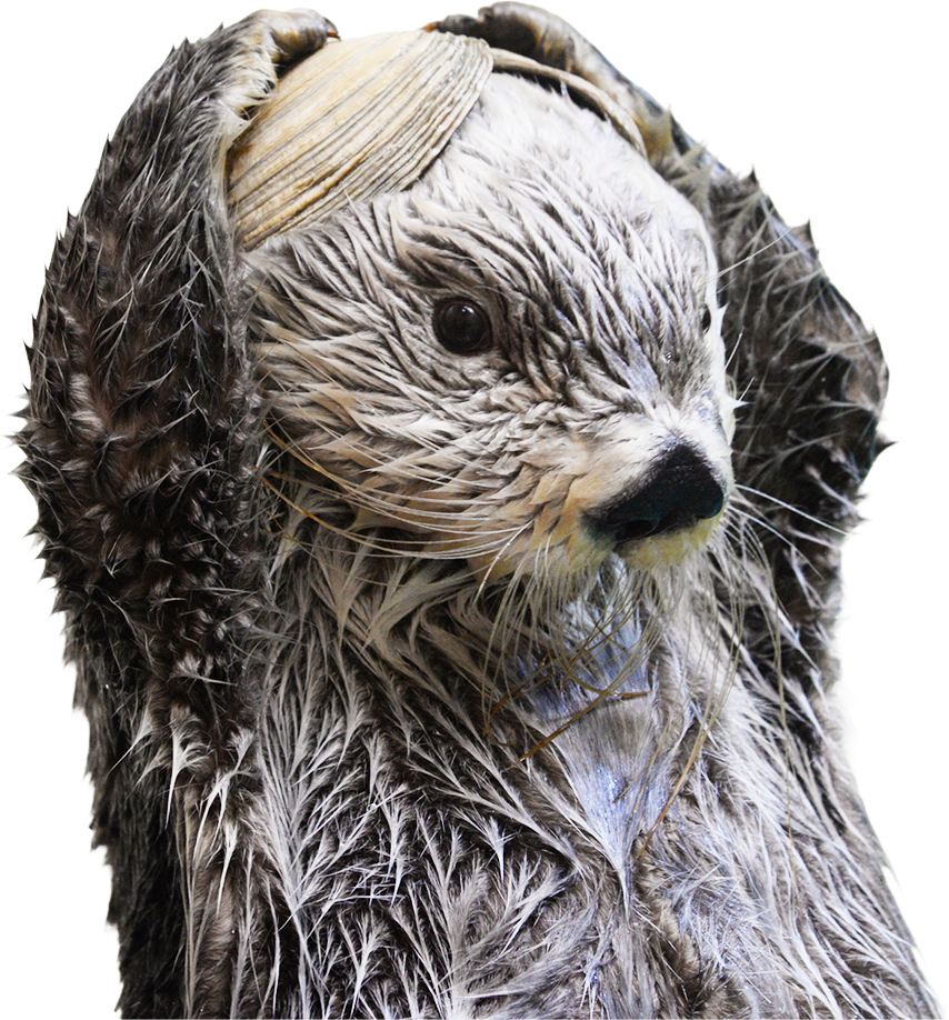 鳥羽水族館で暮らすラッコのキラ