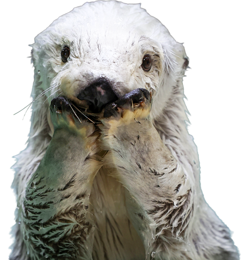 鳥羽水族館で暮らすラッコのメイ
