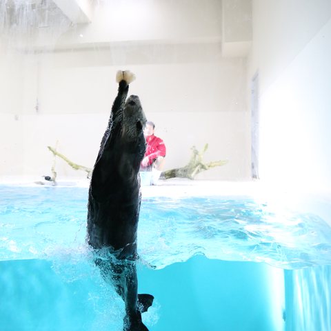 水槽に貼り付けられたイカミミに向かってジャンプするラッコ
