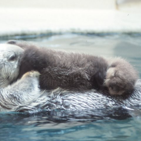 ラッコの赤ちゃん、パップ
